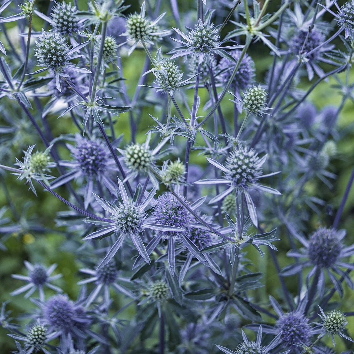 Eryngium planum 'Blue Hobbit'