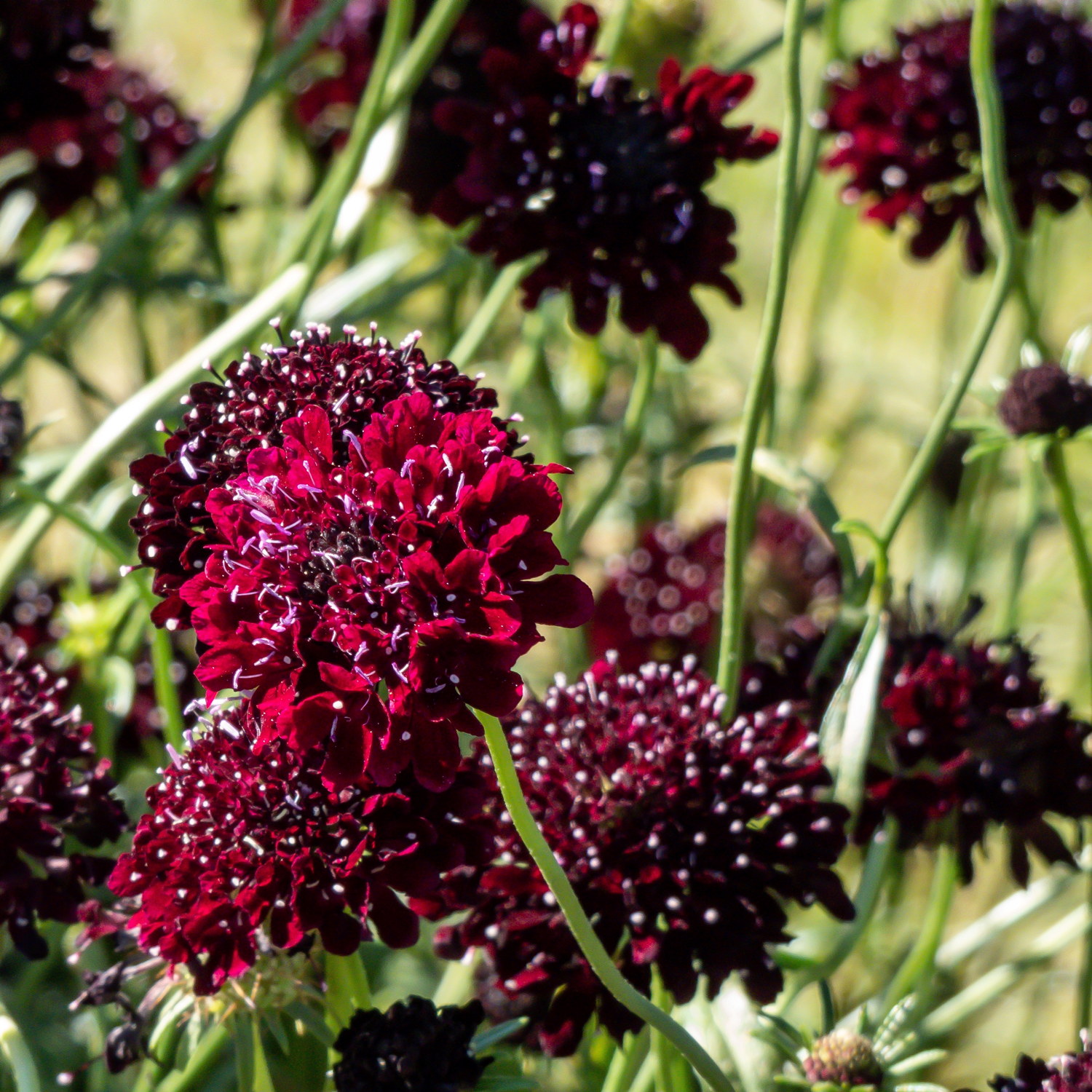 Scabiosa 'Barocca'