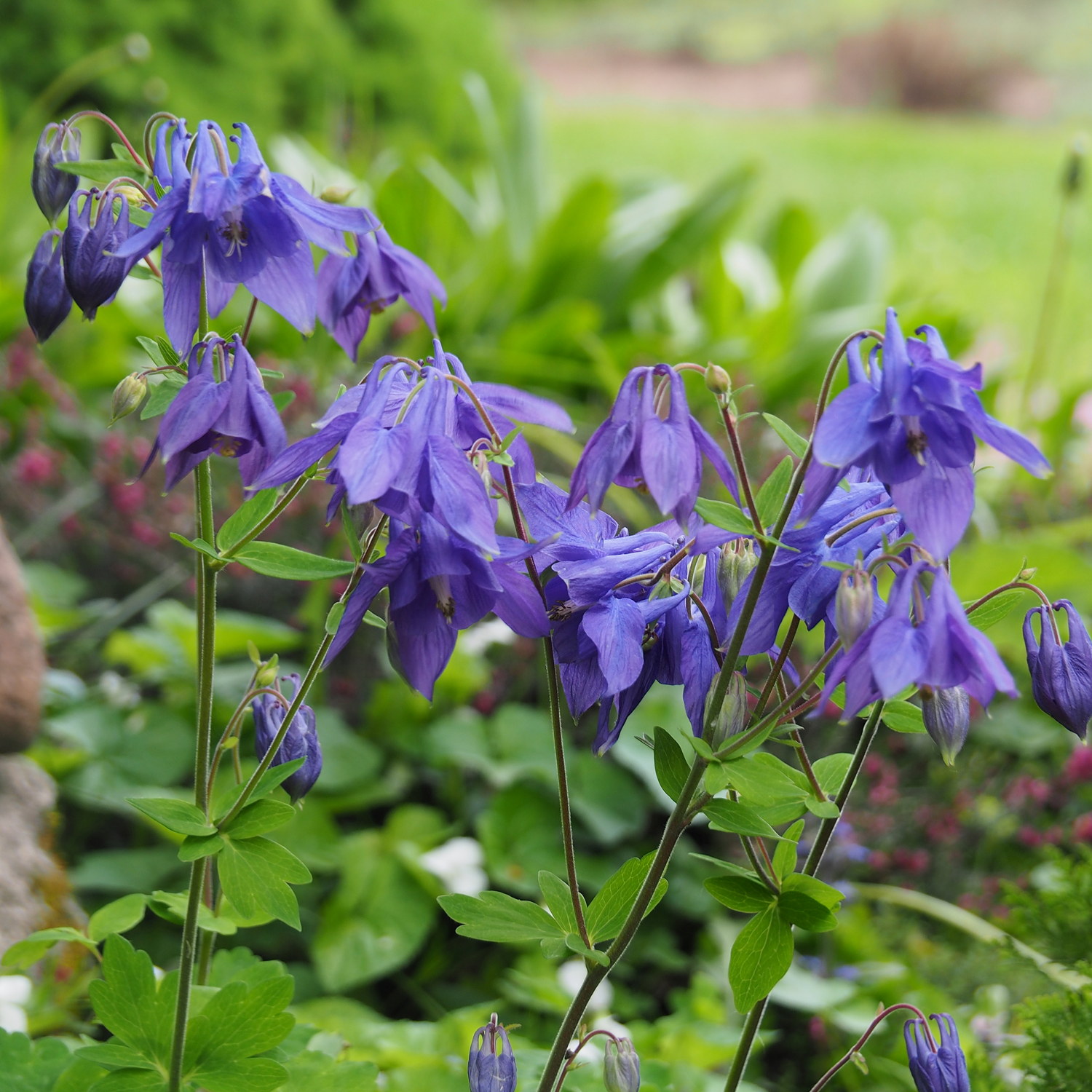 Aquilegia alpina