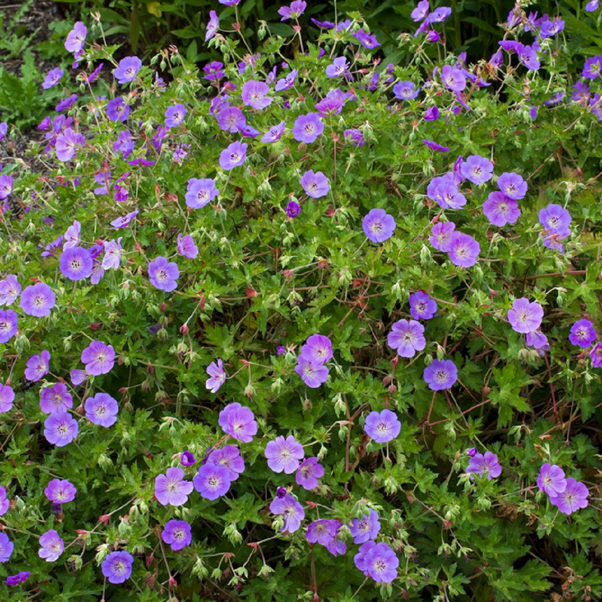 Trädgårdsnäva ROZANNE