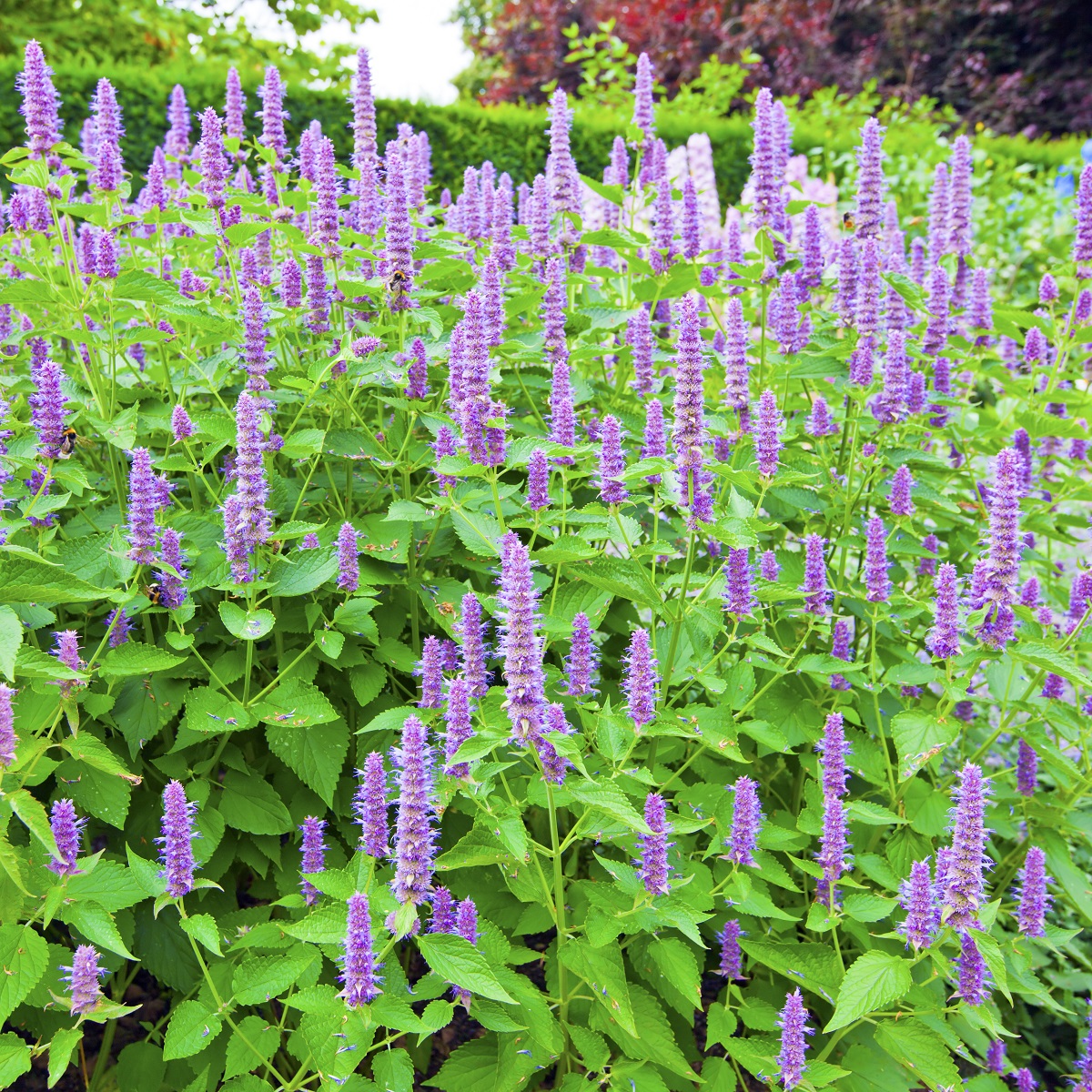 Agastache 'Blue Fortune'