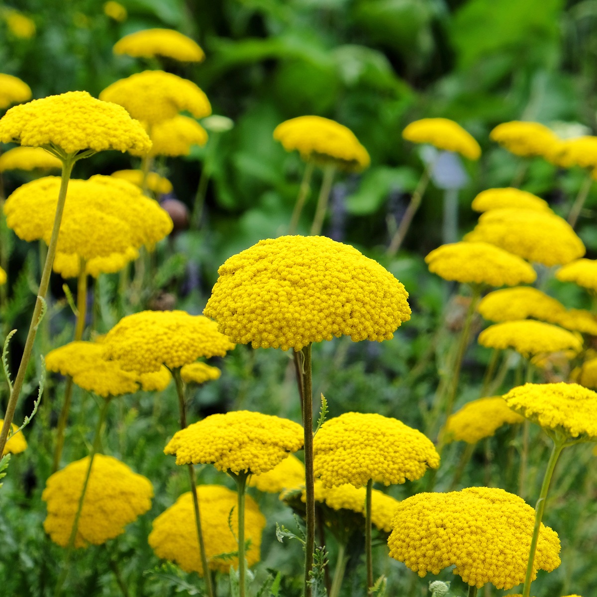 Praktröllika 'Cloth of Gold'