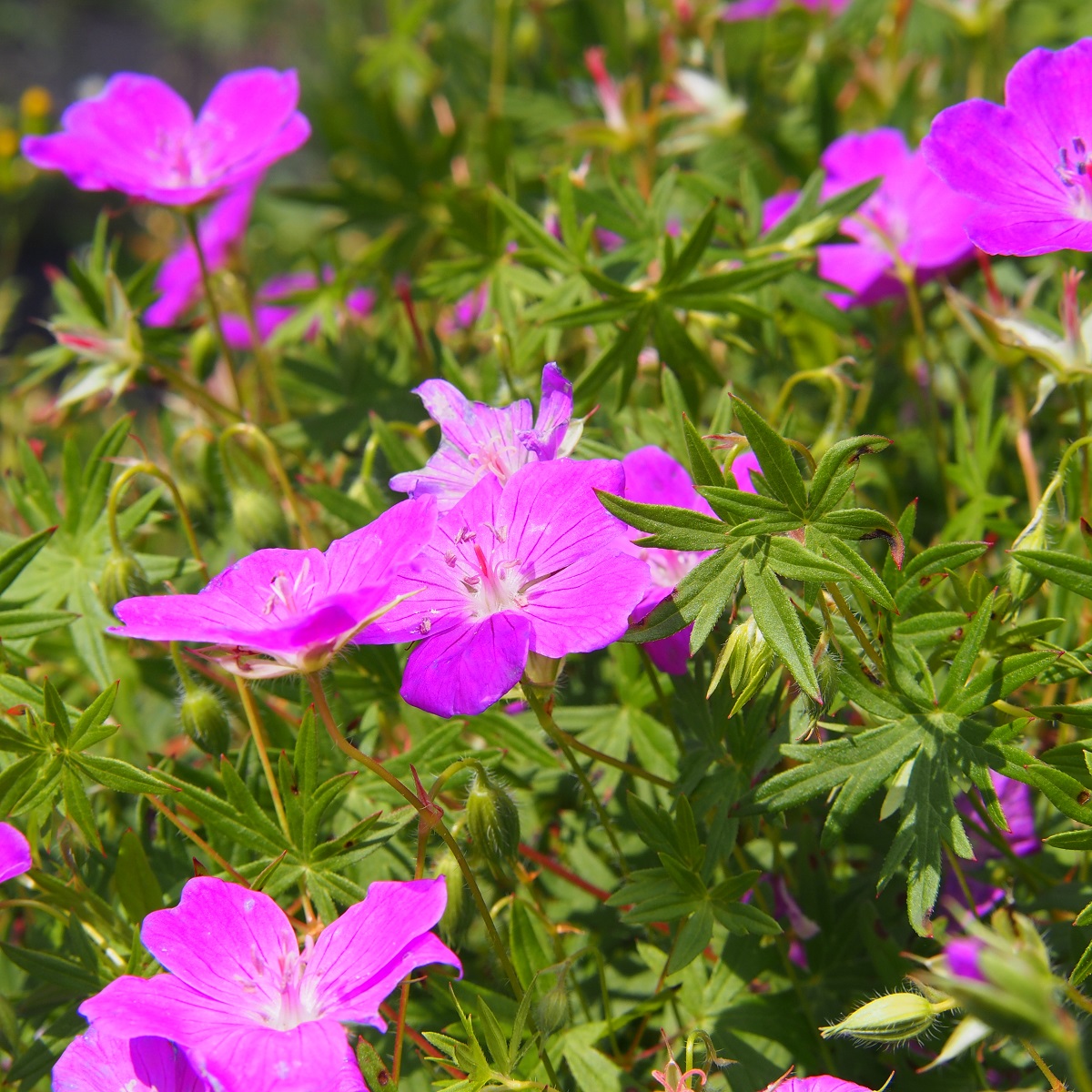 Blodnäva 'Tiny Monster'