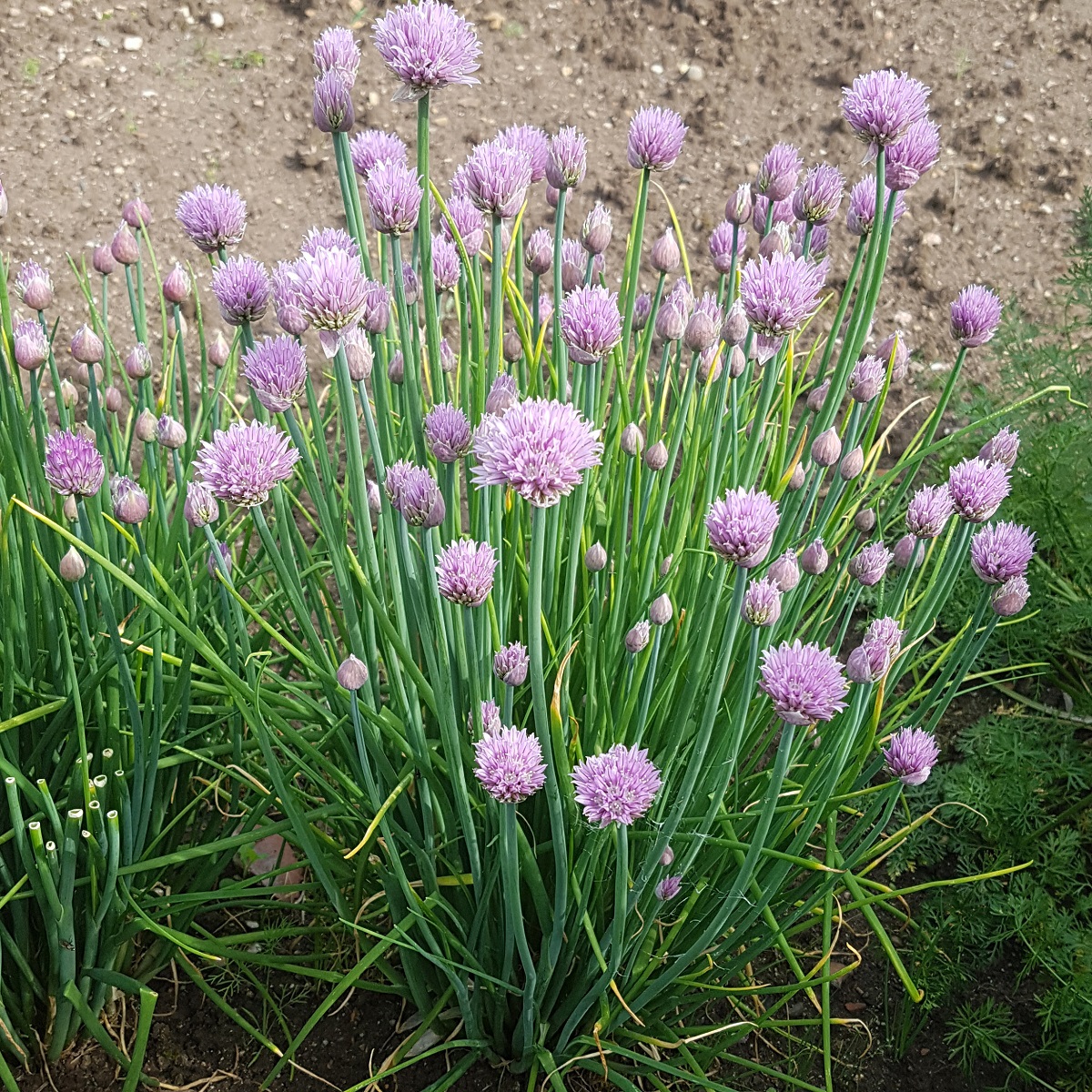 Allium schoenoprasum
