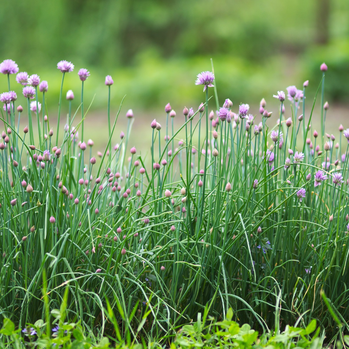 Allium schoenoprasum