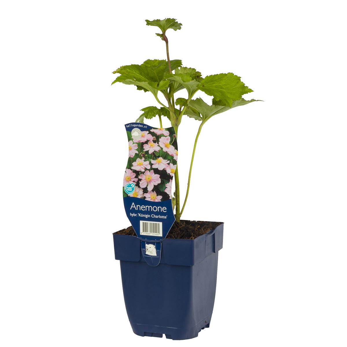 Stor höstanemon 'Königin Charlotte'