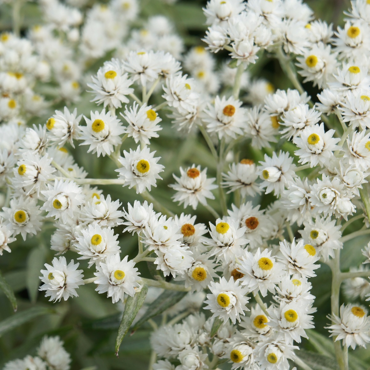 Anaphalis triplinervis