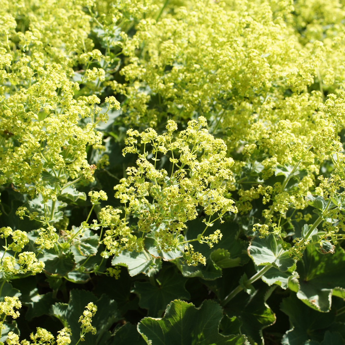 Alchemilla mollis