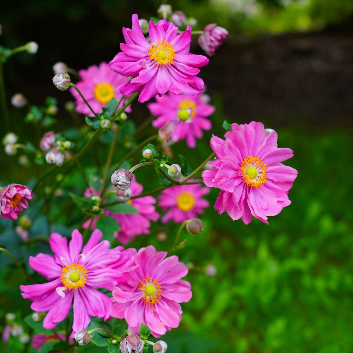 Fylld höstanemon 'Pamina'