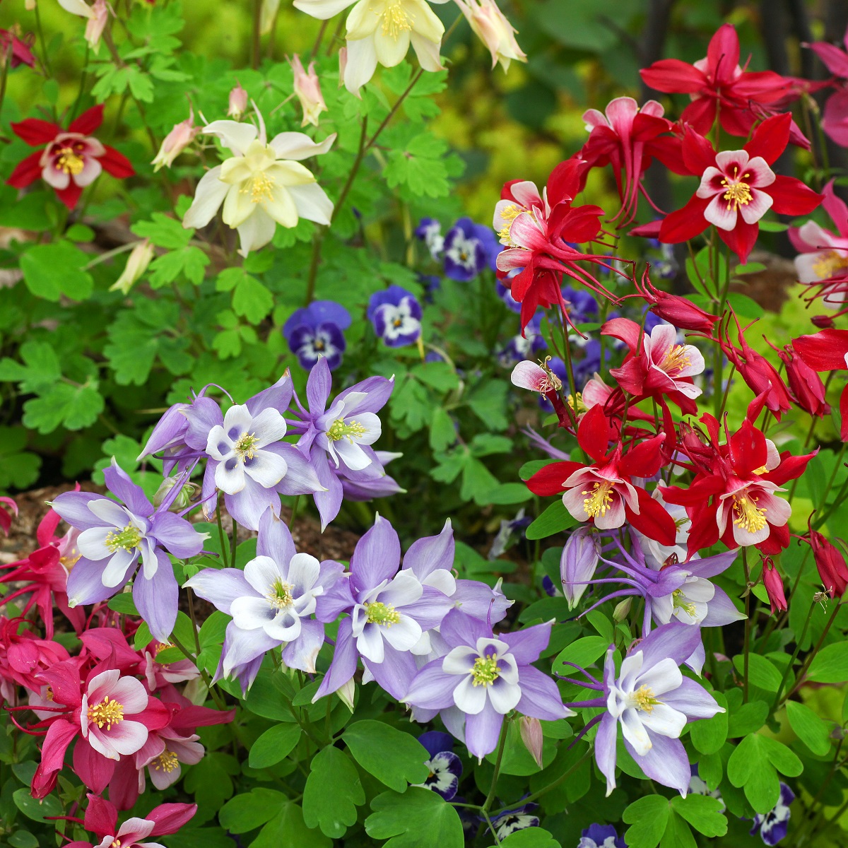 Pastellakleja 'Biedermeier'