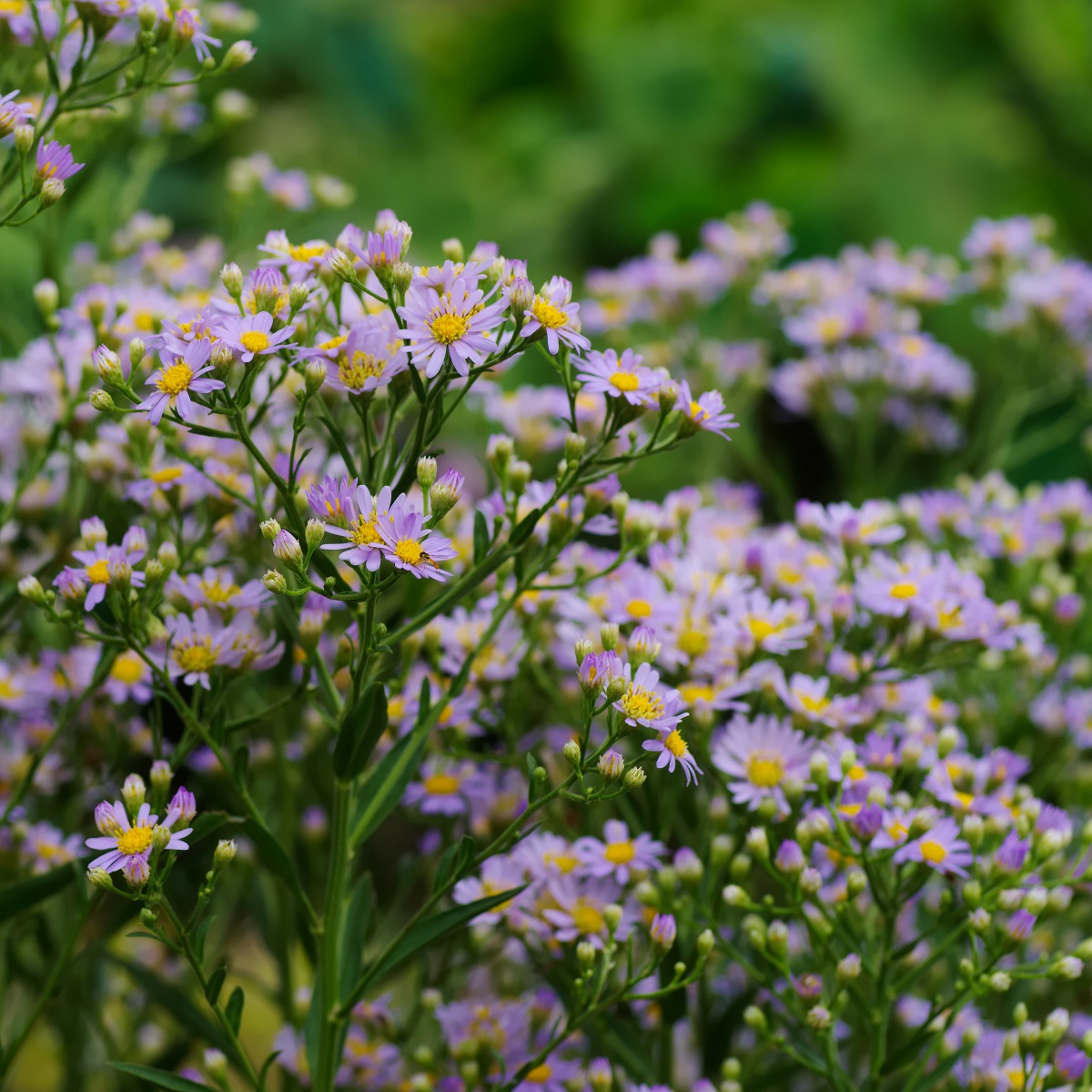 Aster ageratoides 'Asran'
