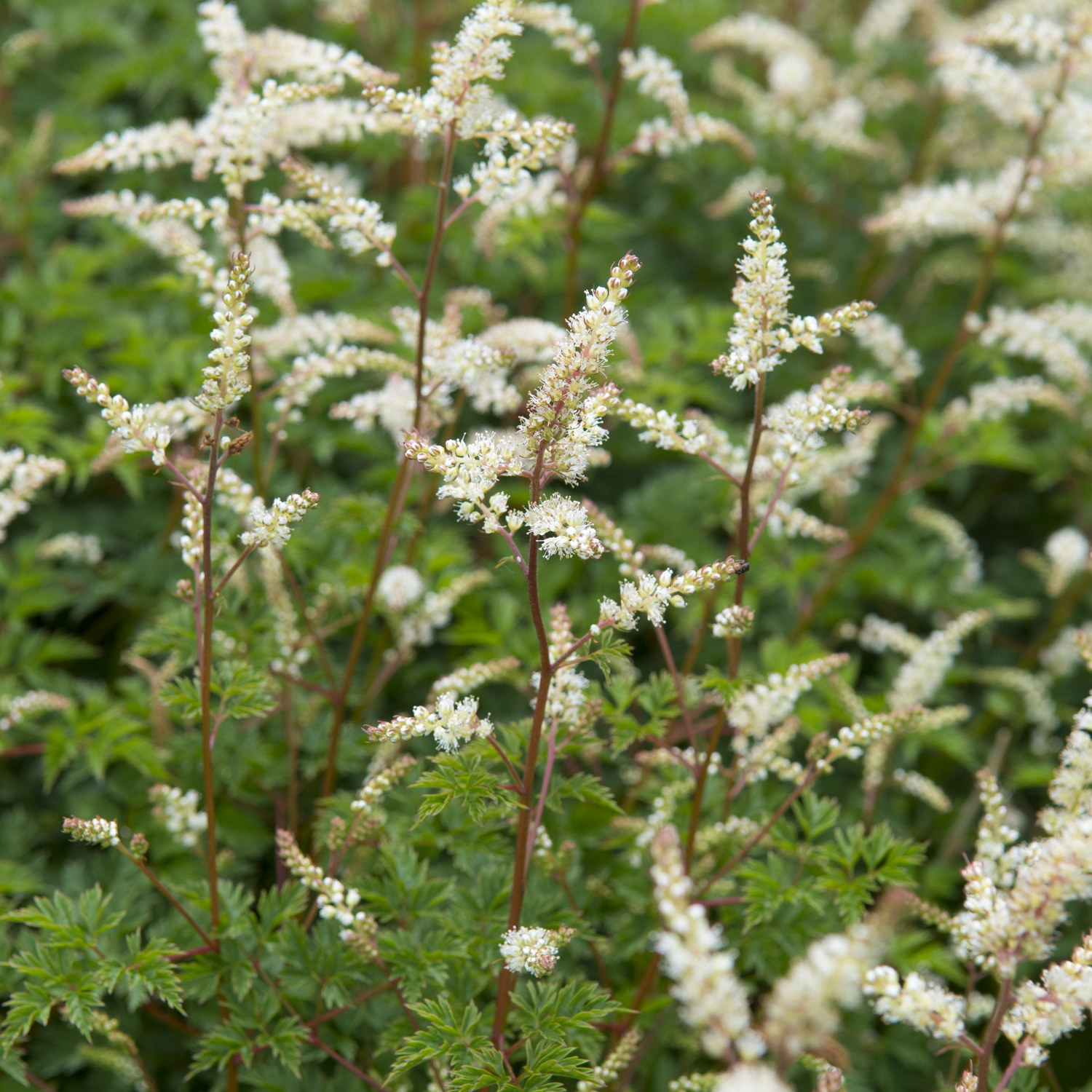 Koreansk plymspirea