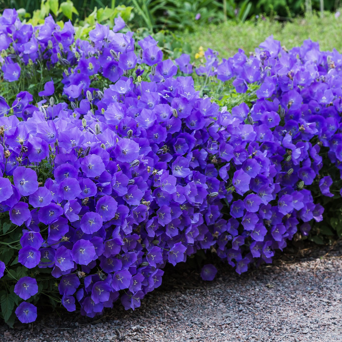 Karpaterklocka 'Blaue Clips'