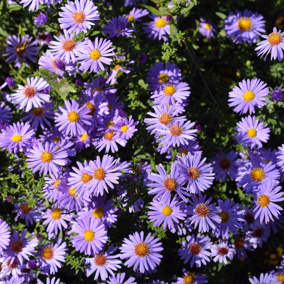 Oktoberaster 'Professor A. Kippenberg'