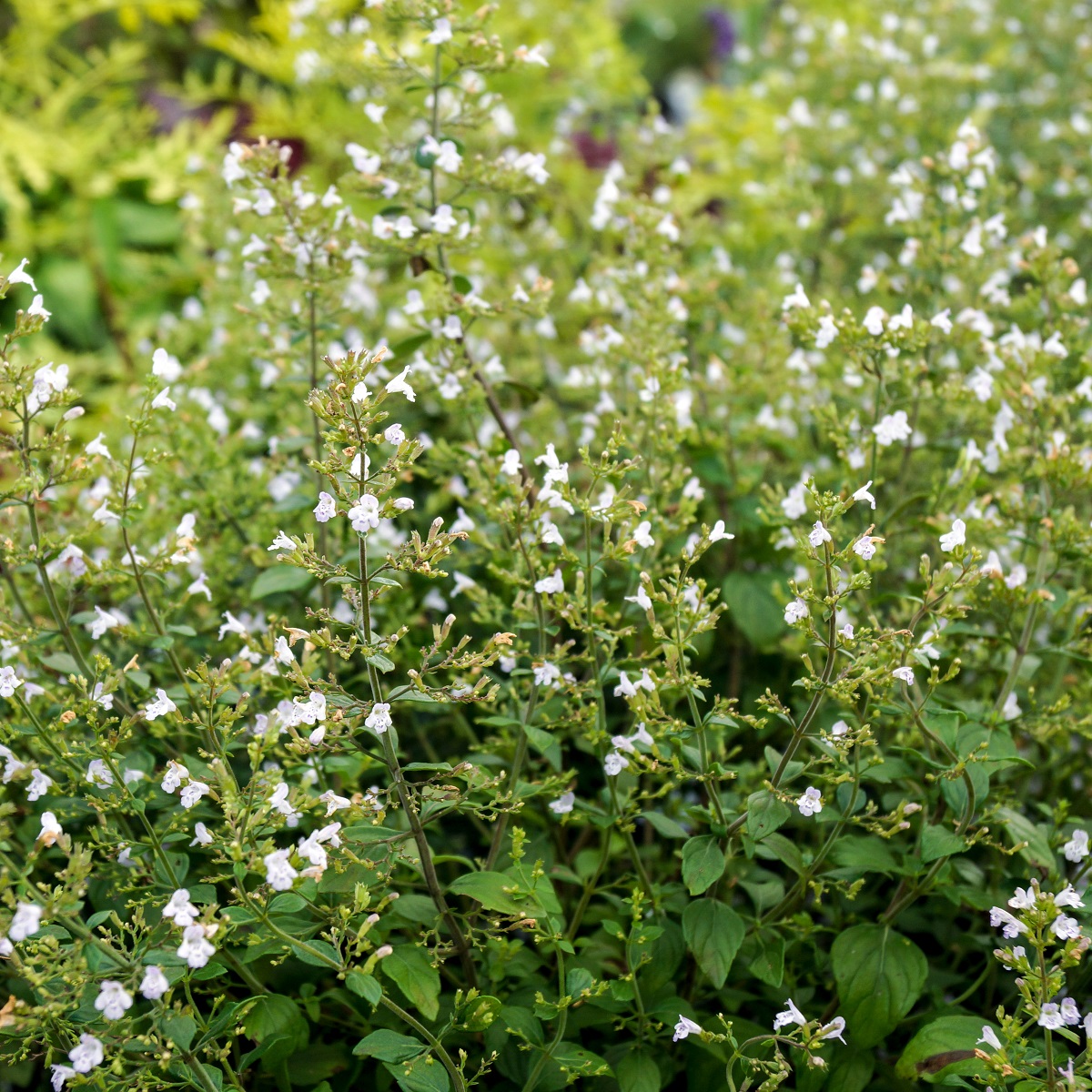Calamintha nepeta ssp. Nepeta