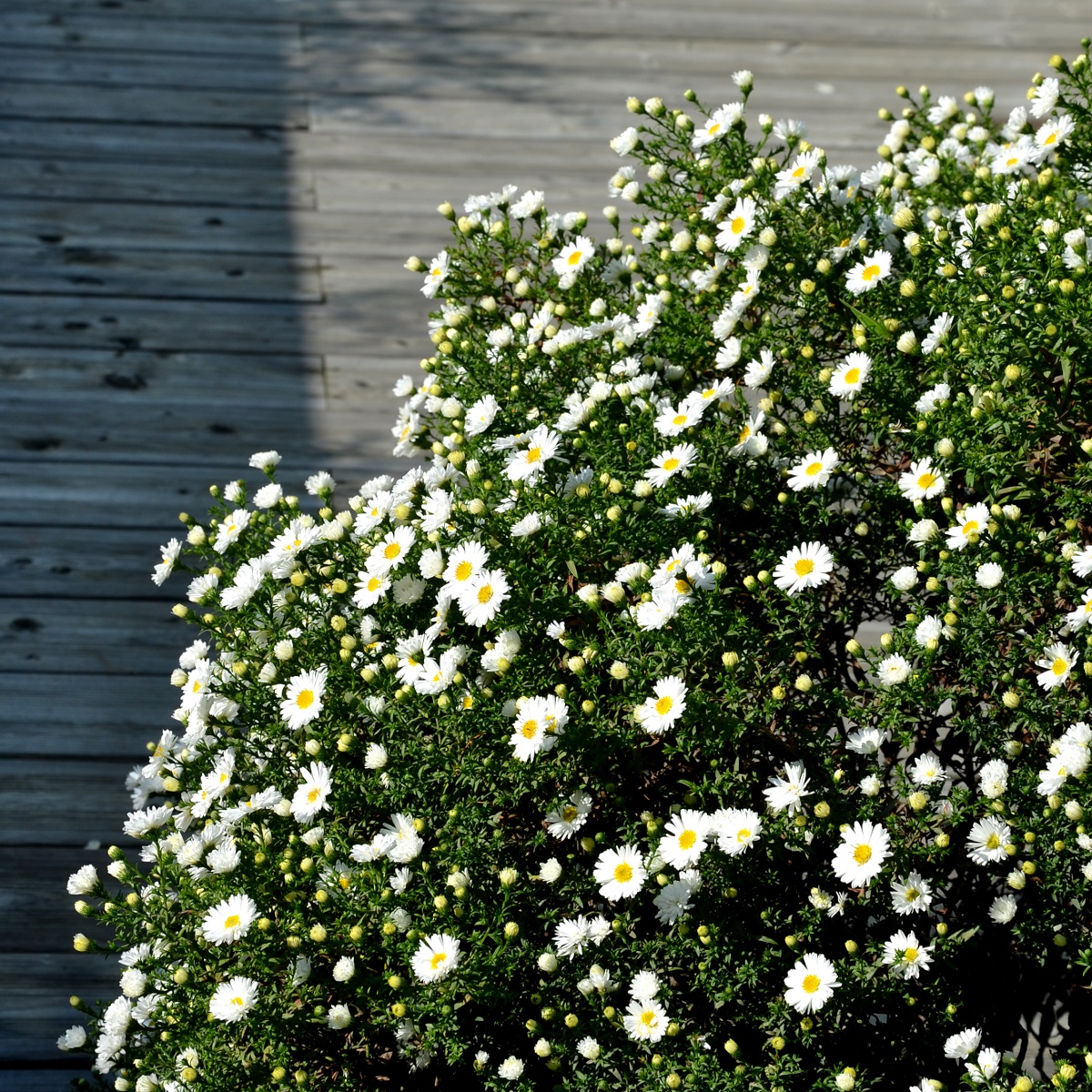 Aster dumosus 'Schneekissen'
