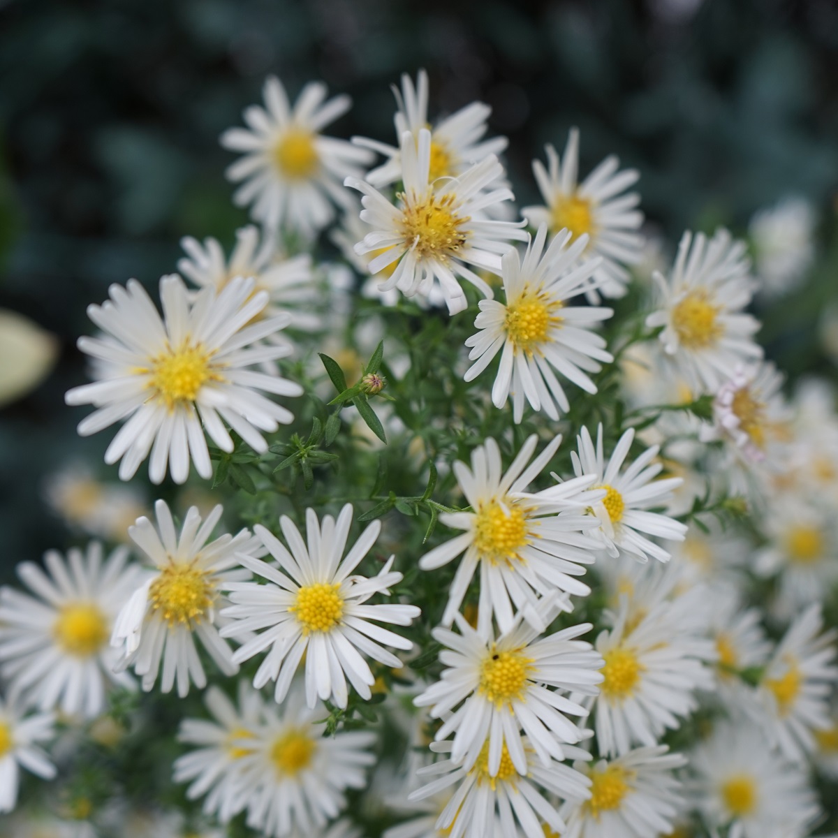 Aster dumosus 'Schneekissen'