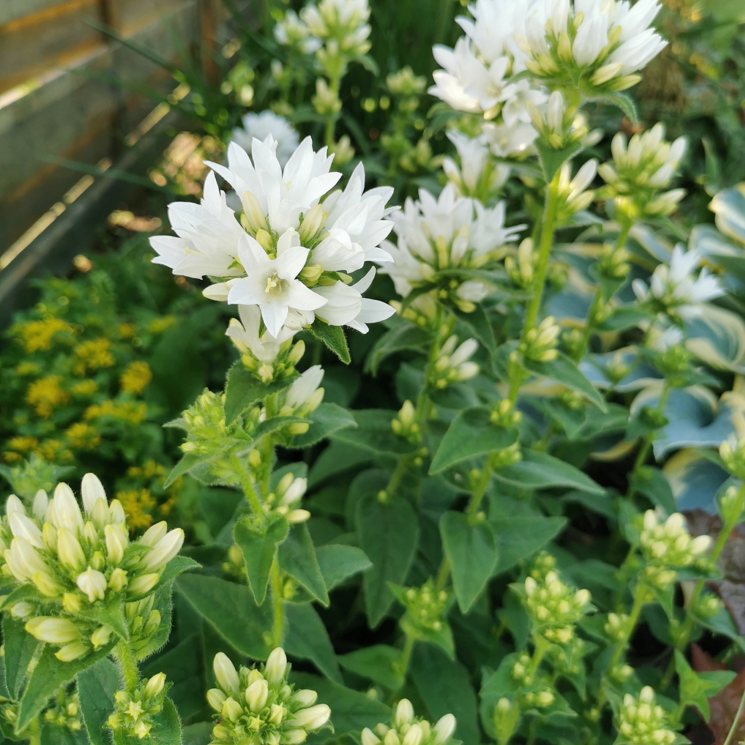 Campanula glomerata 'Alba'