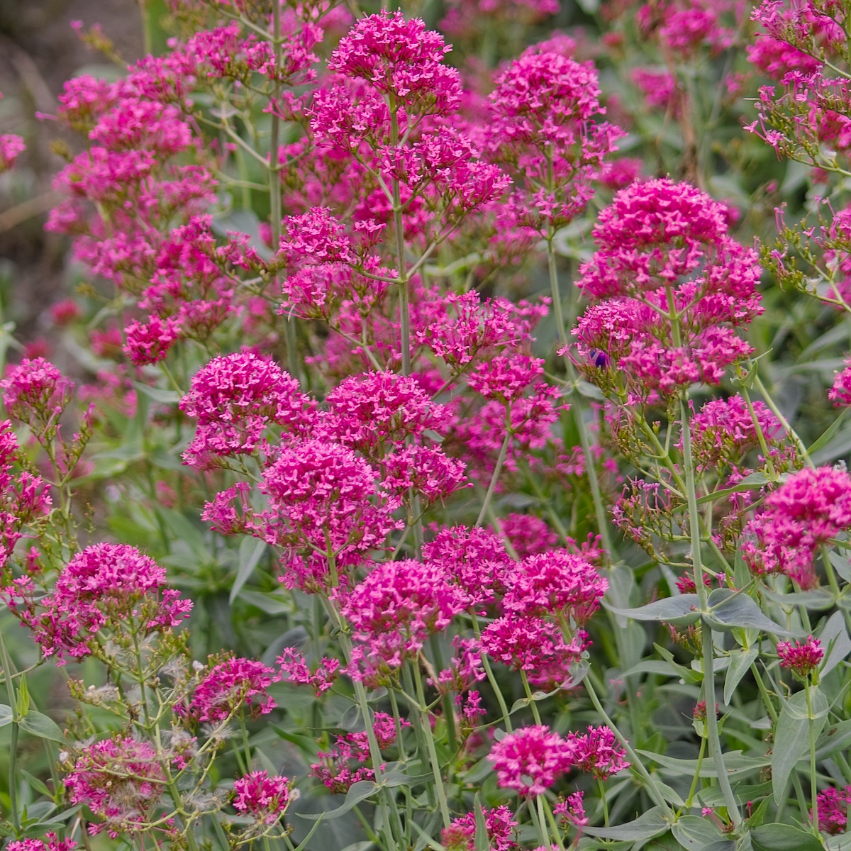Pipört 'Coccineus'
