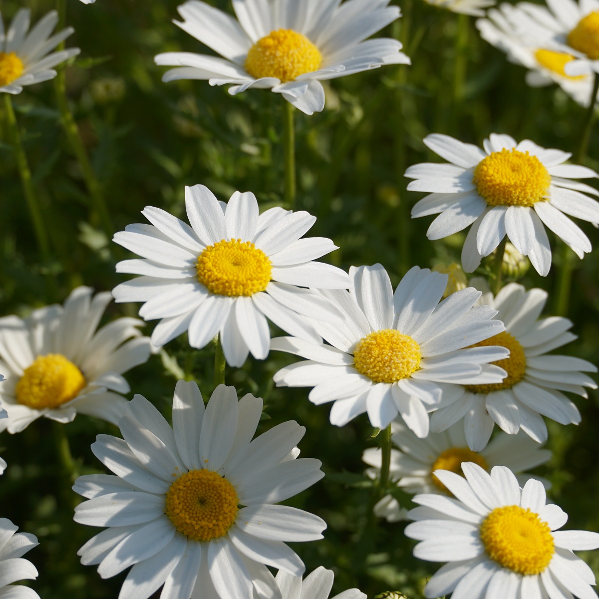 Leucanthemum vulgare 'Maikönigin'