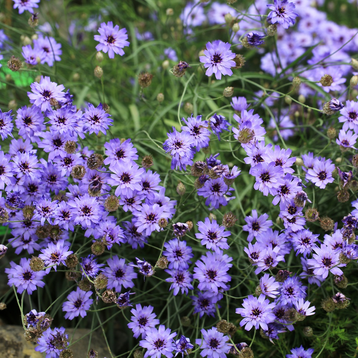 Catananche caerulea