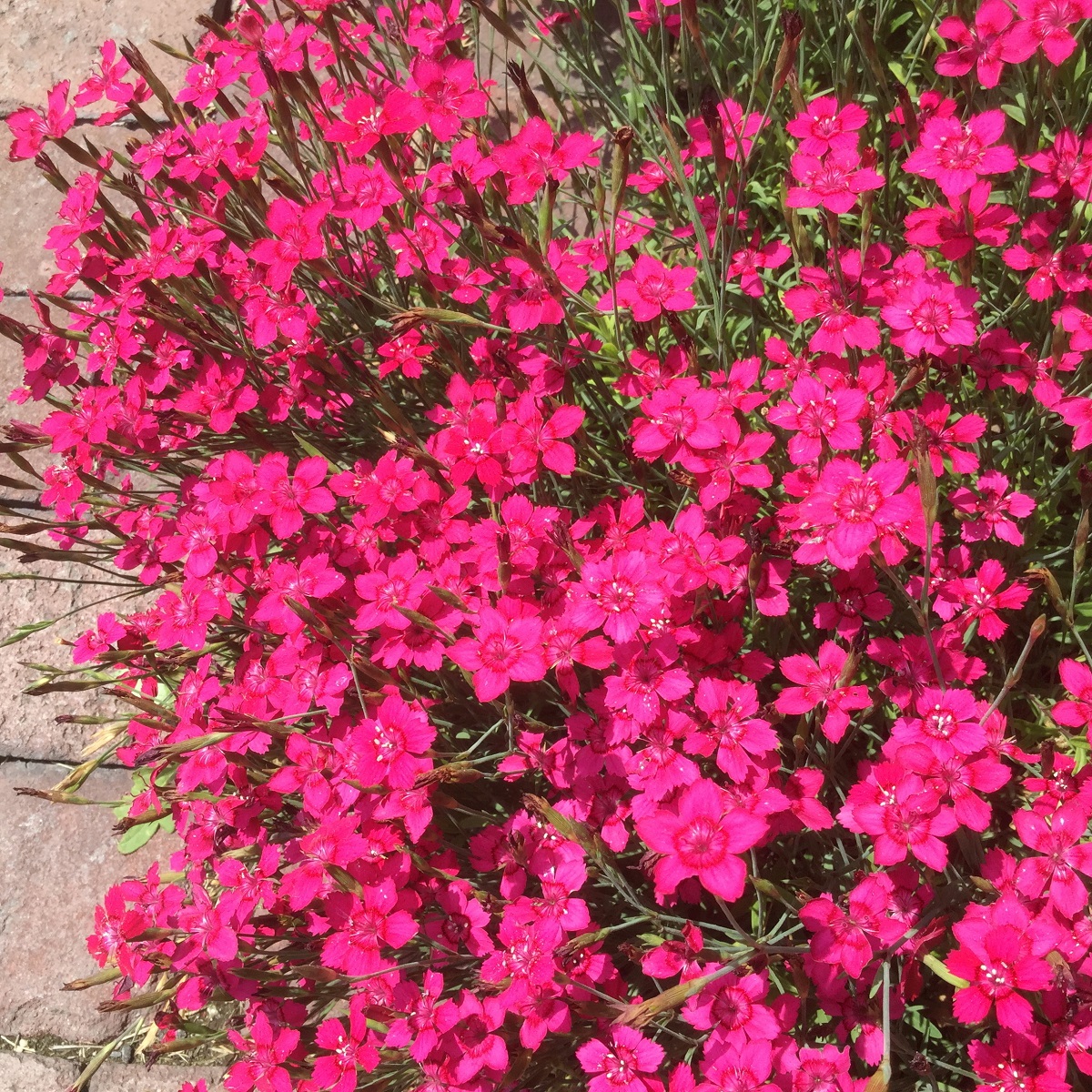 Backnejlika 'Splendens'