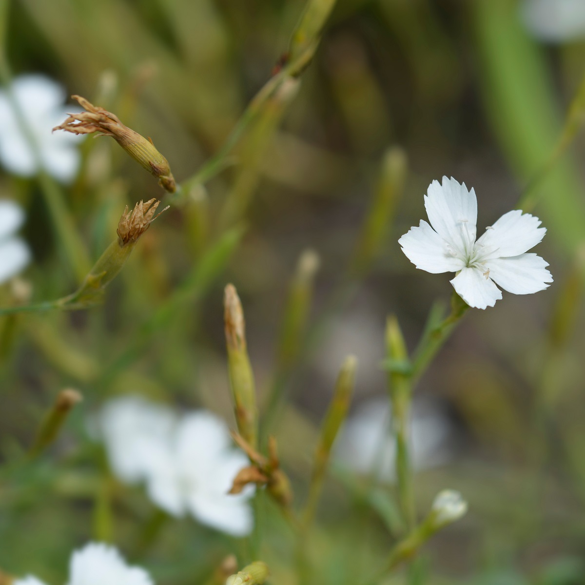 Dianthus deltoides 'Albiflorus'