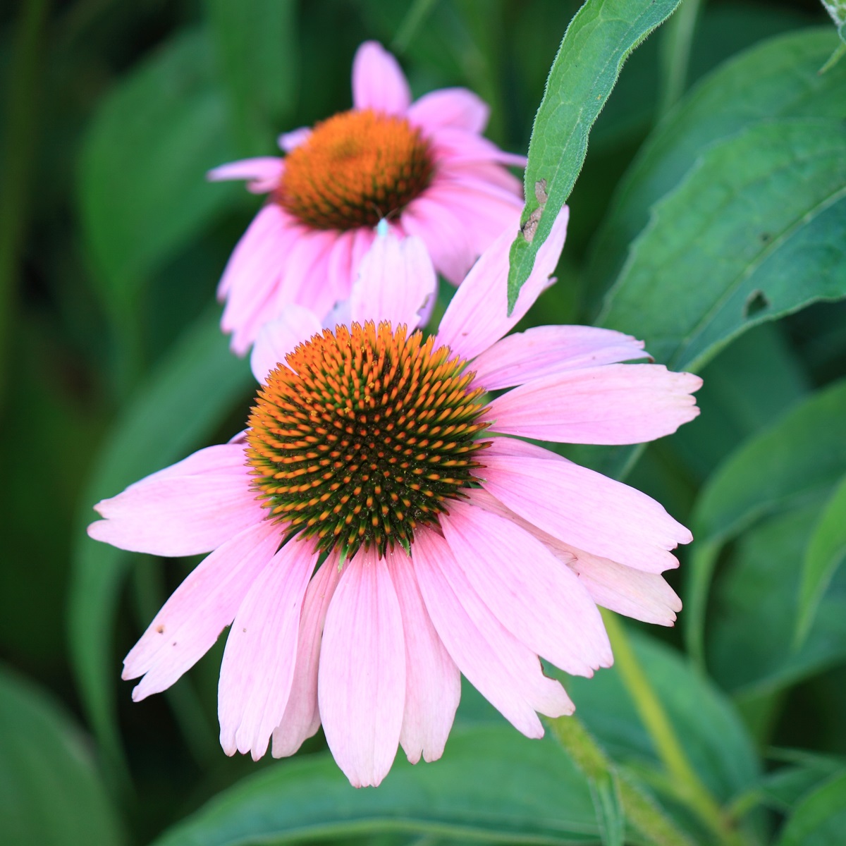 Purpursolhatt  'Magnus'