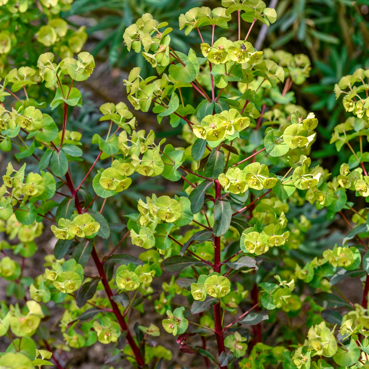 Mandeltörel 'Purpurea'