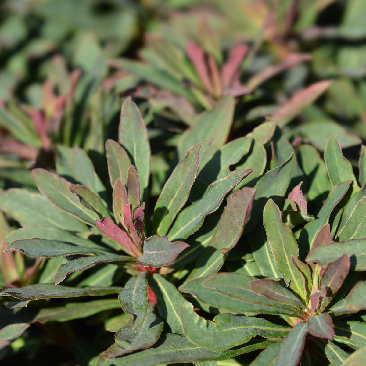 Mandeltörel 'Purpurea'
