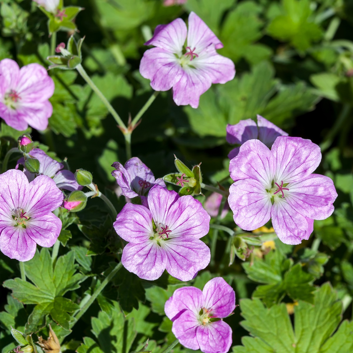 Geranium river. 'Mavis Simpson'