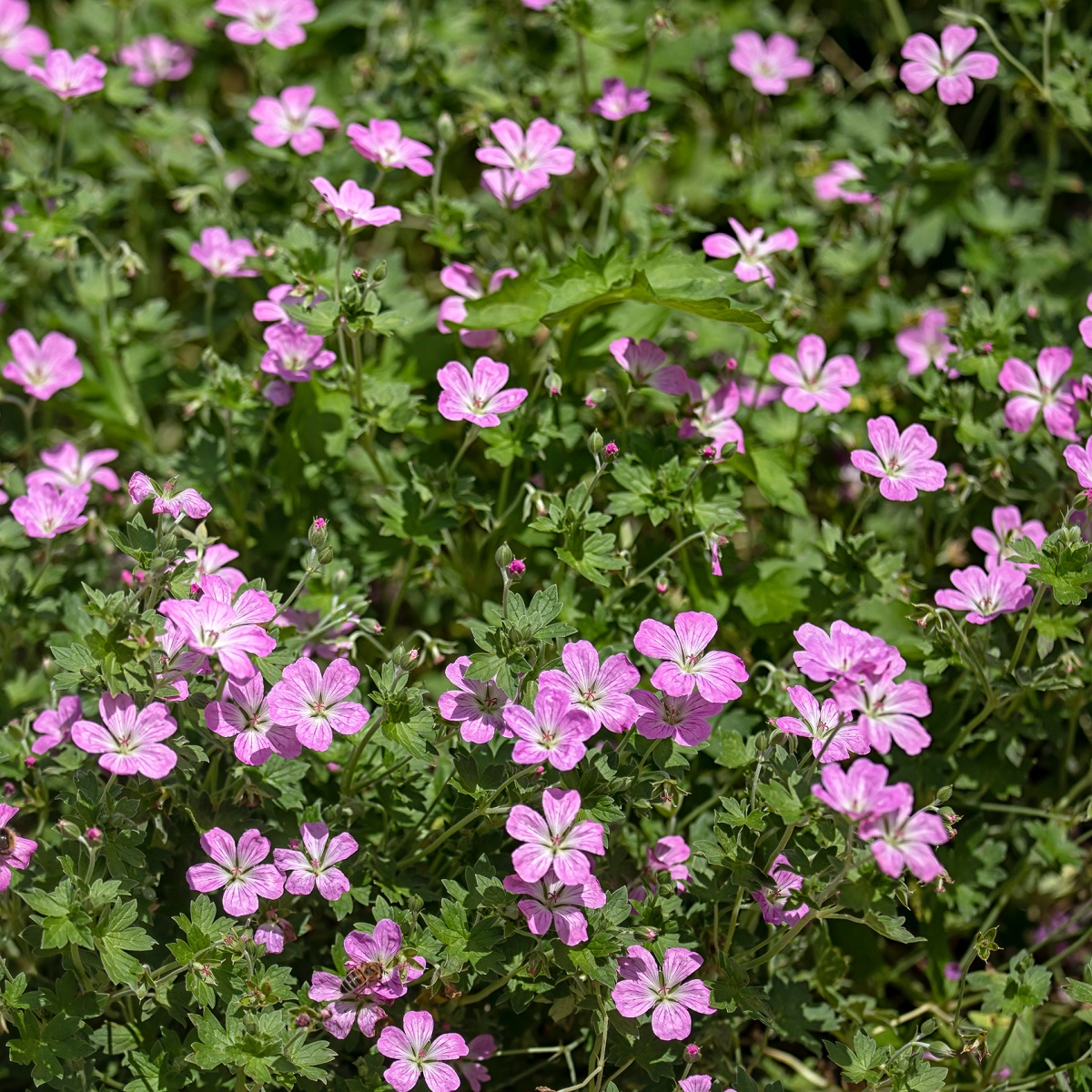 Geranium river. 'Mavis Simpson'