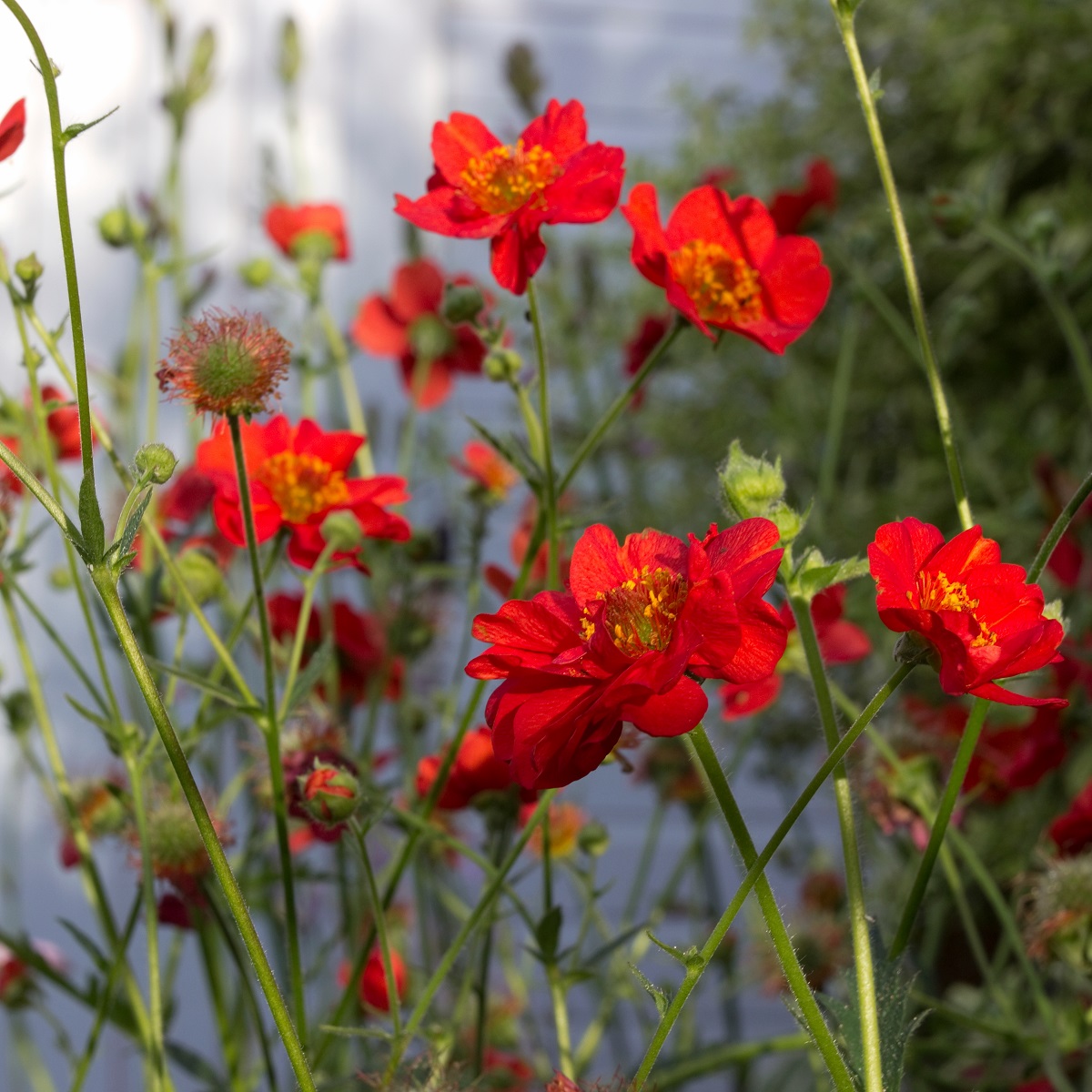 Praktnejlikrot 'Mrs Bradshaw'