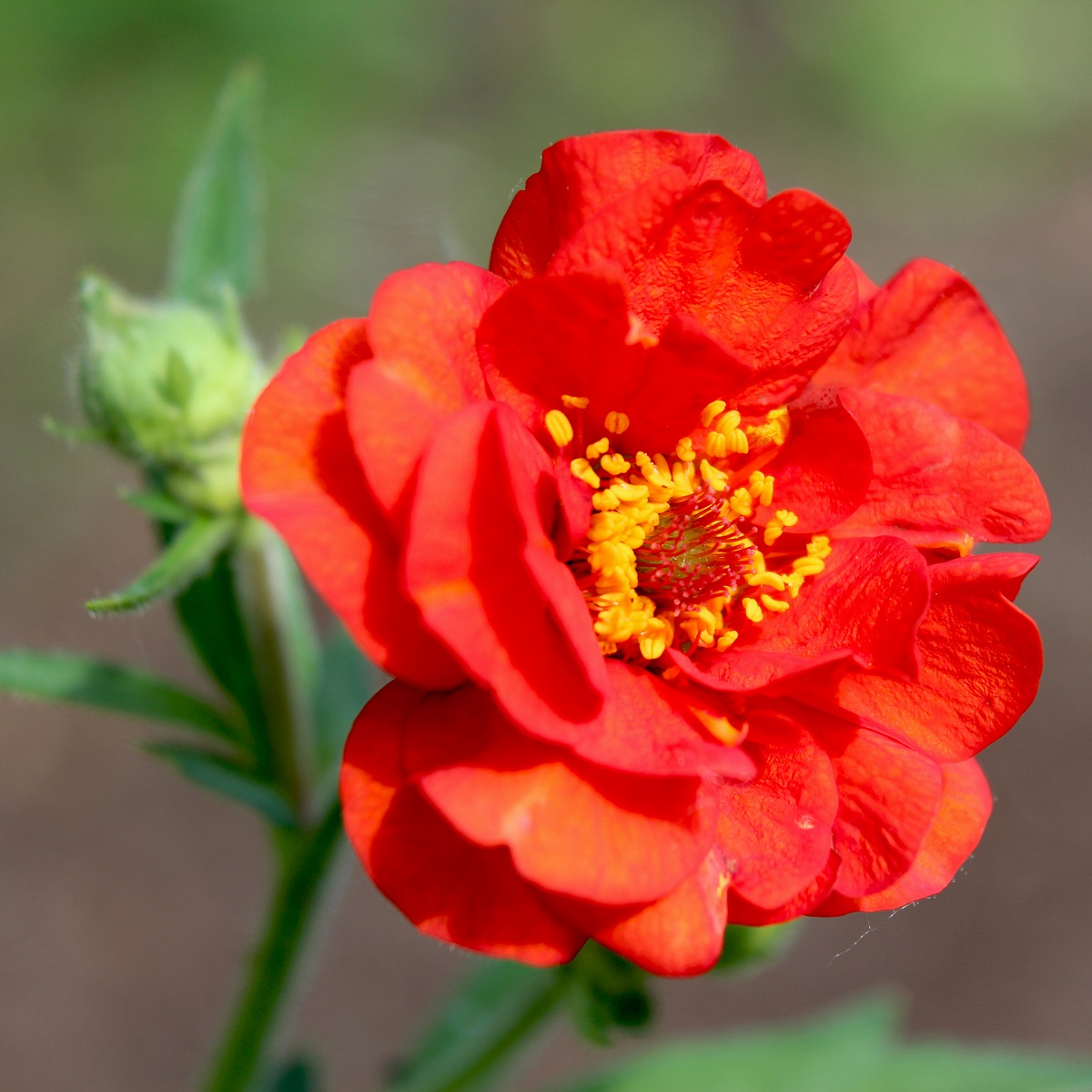 Praktnejlikrot 'Mrs Bradshaw'