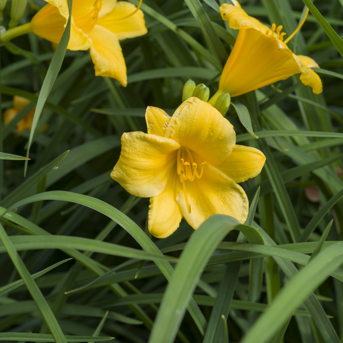 Hemerocallis 'Stella d'Oro'
