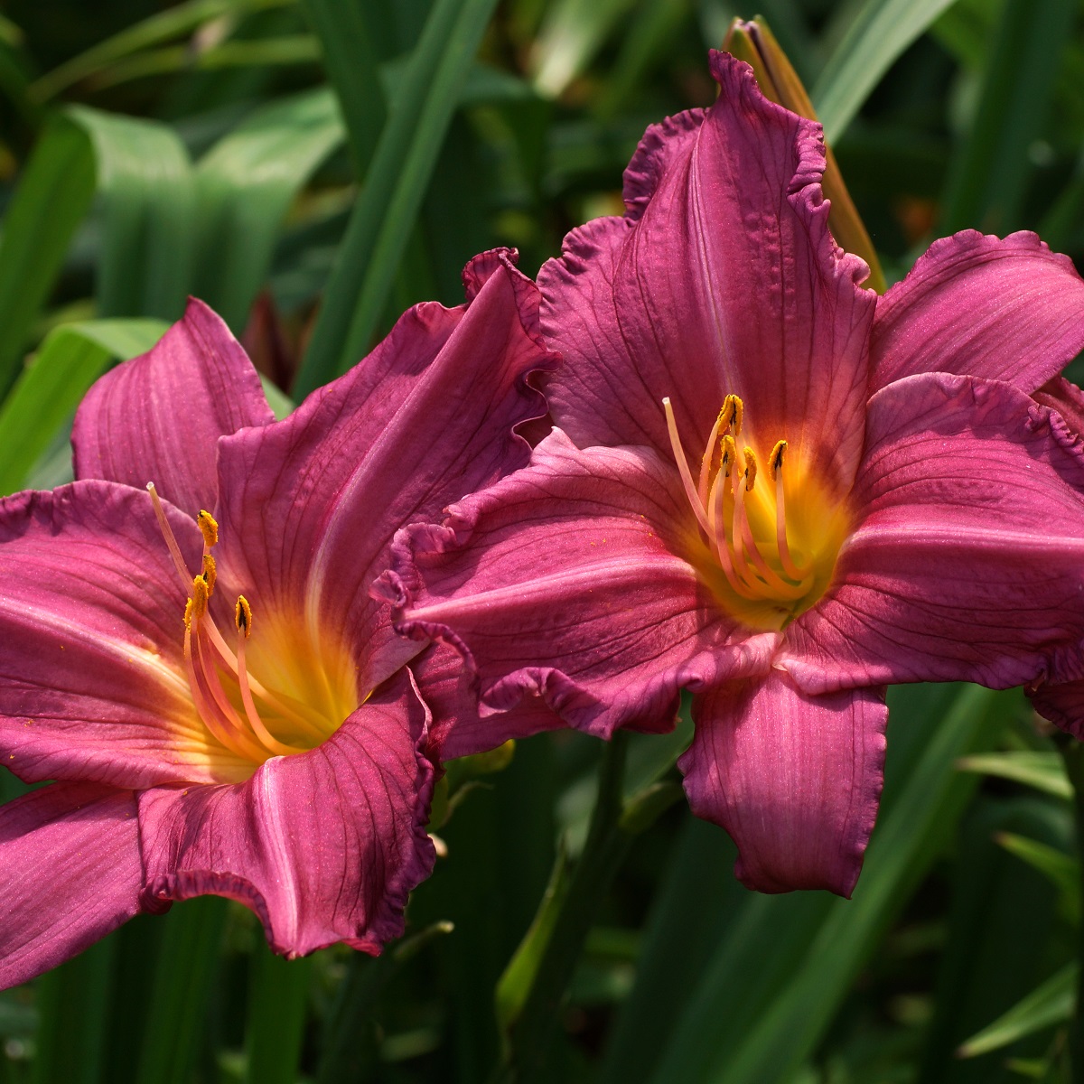 Hemerocallis 'Summer Wine'
