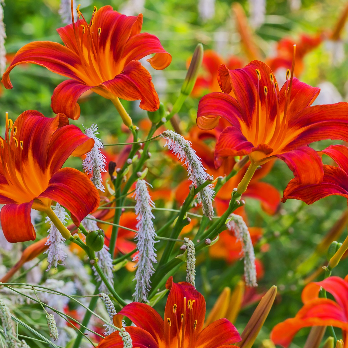 Daglilja 'Sammy Russell'