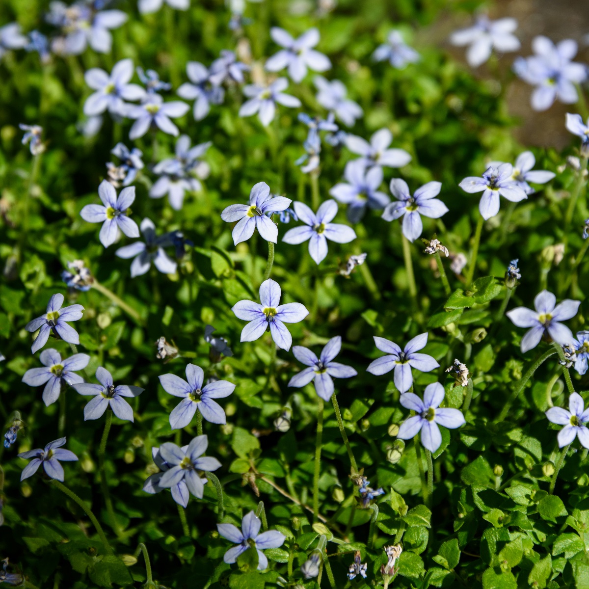 Isotoma fluviatilis
