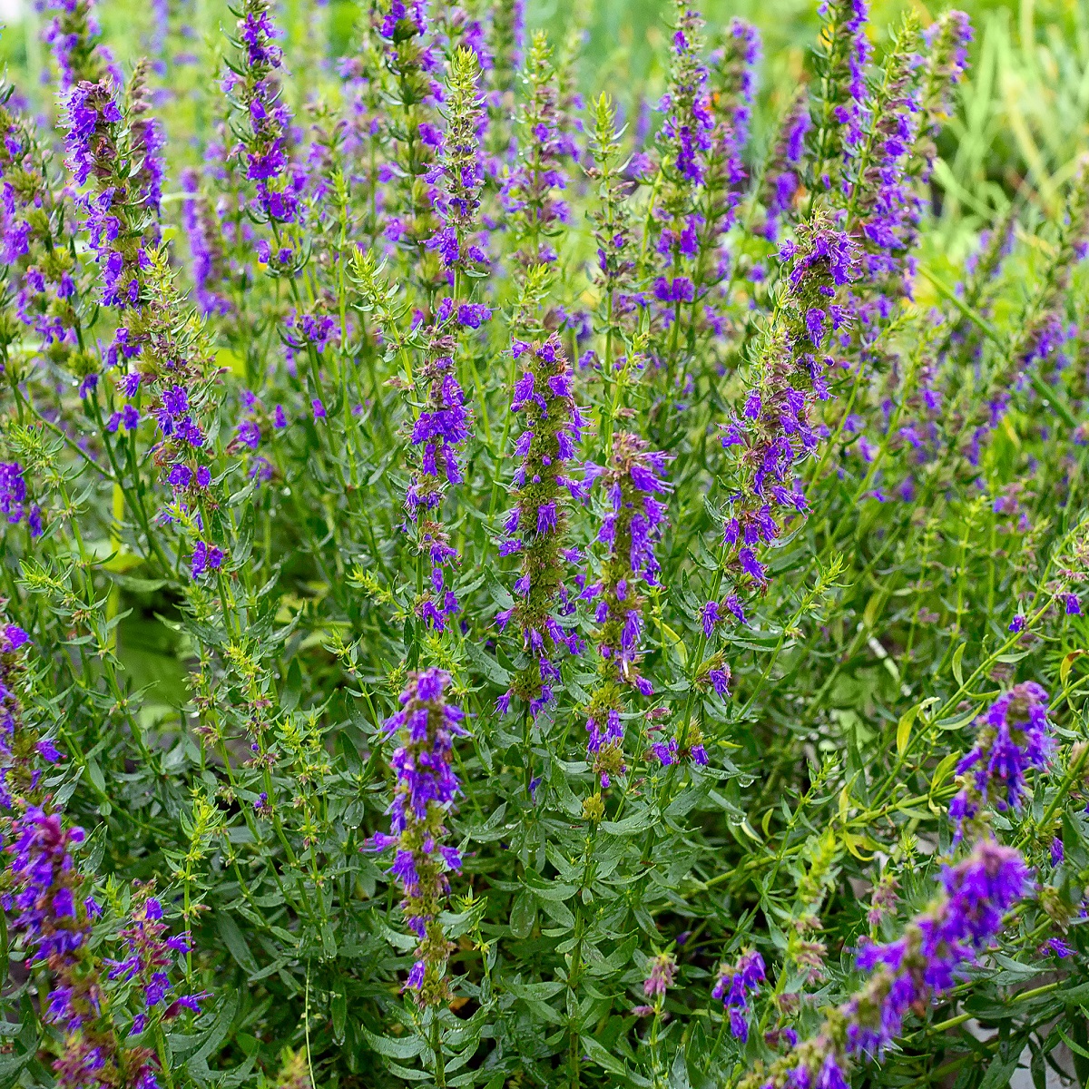 Hyssopus officinalis