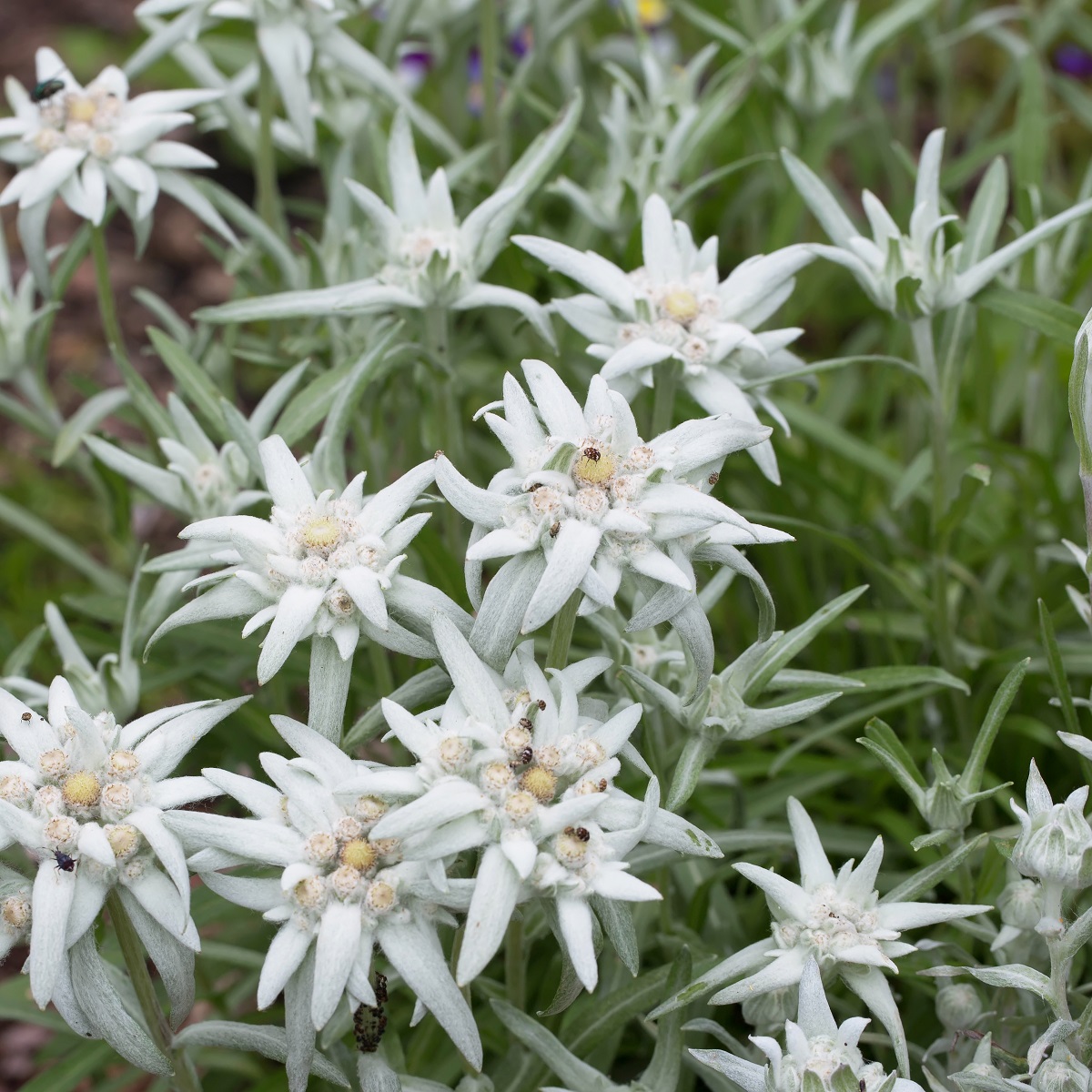 Alpe edelweiss