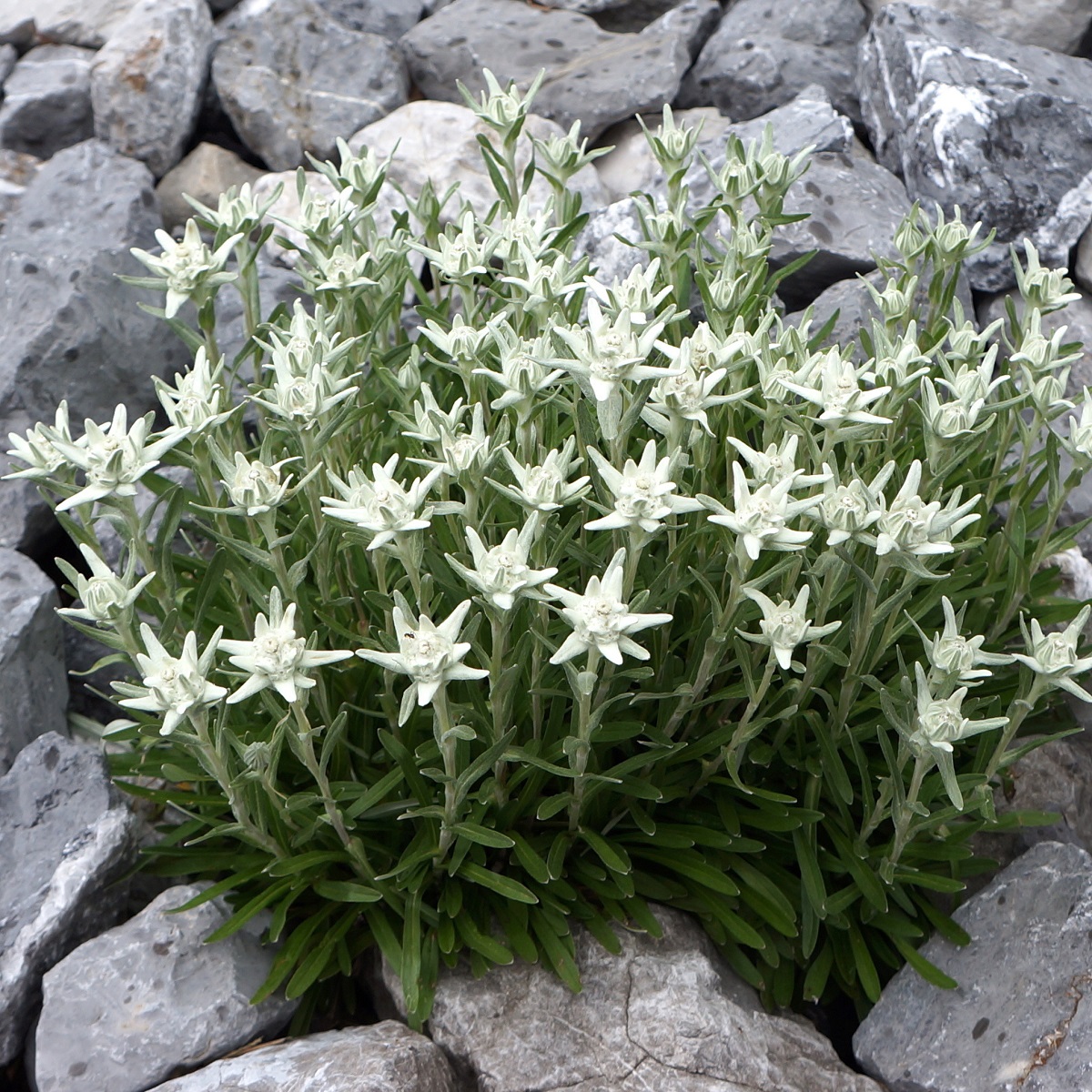 Alpe edelweiss