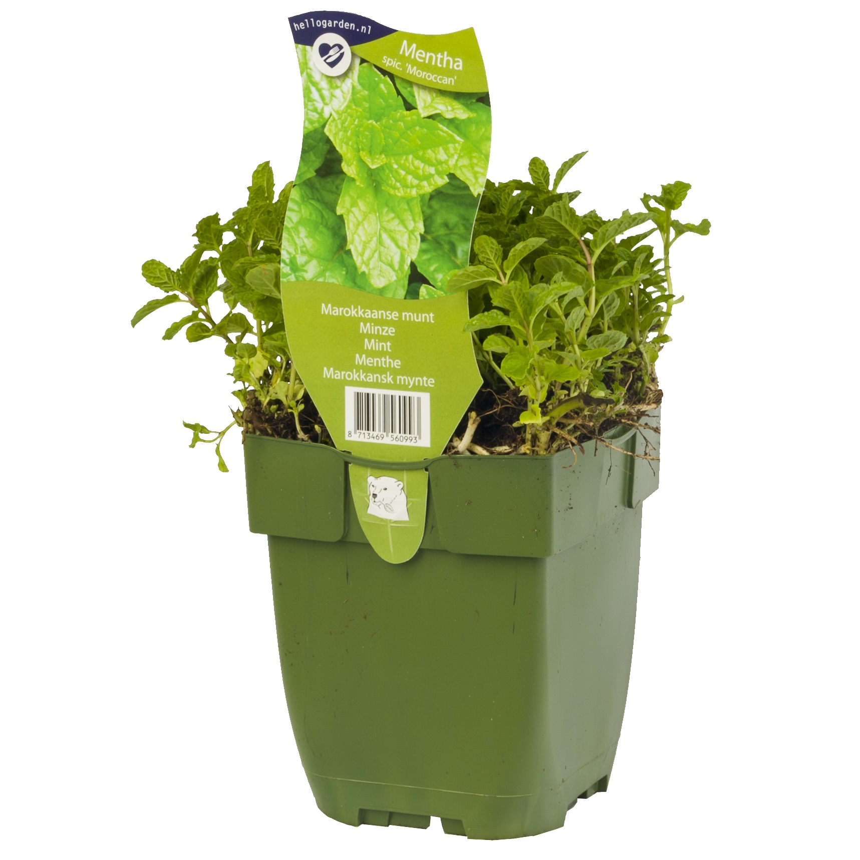 Grönmynta 'Marrocan'