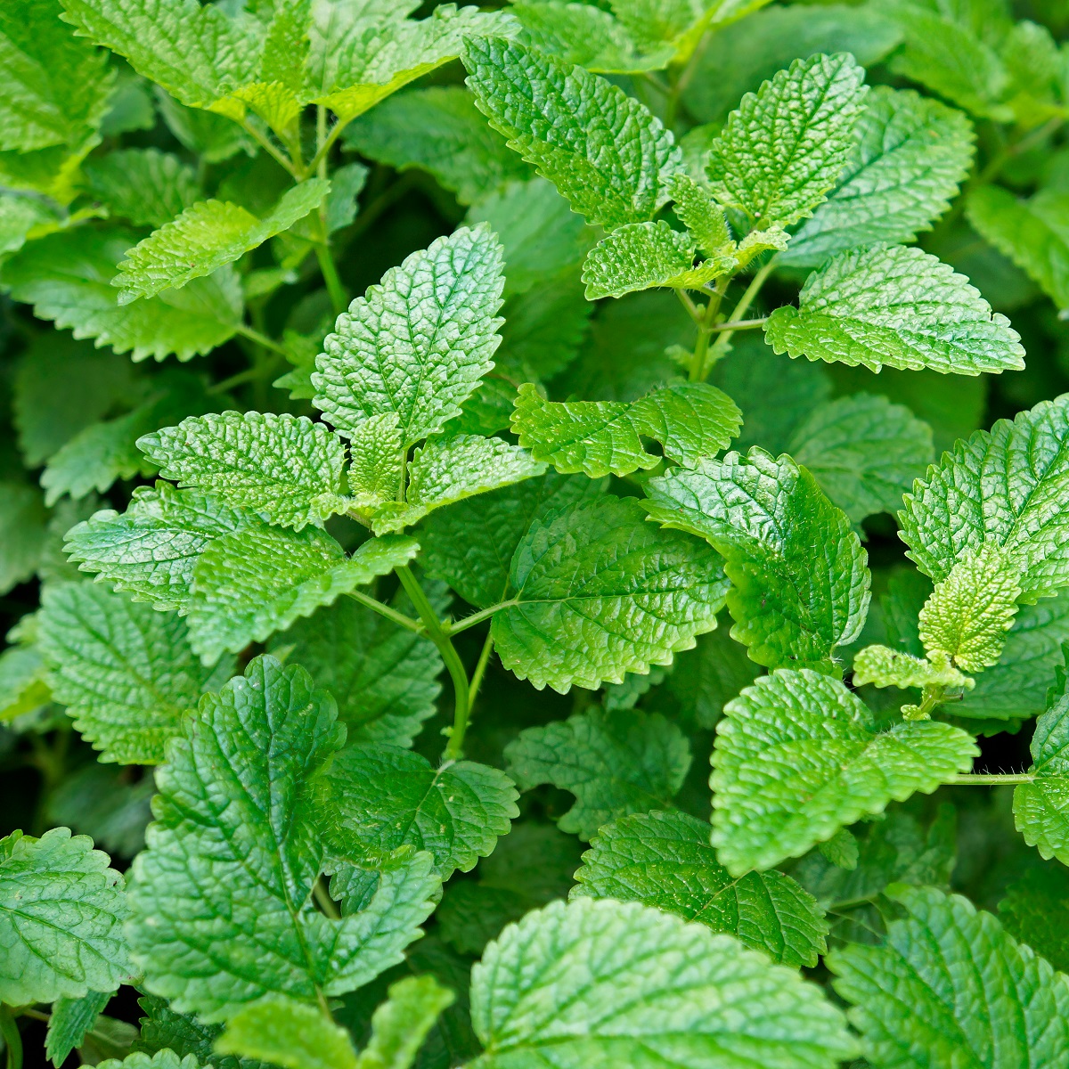 Citronmeliss