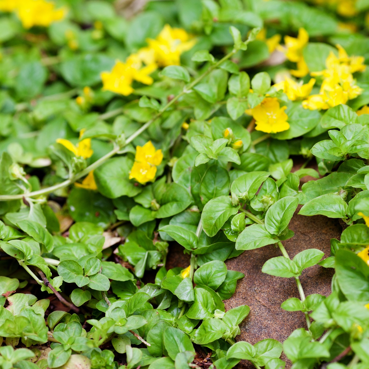 Lysimachia nummularia