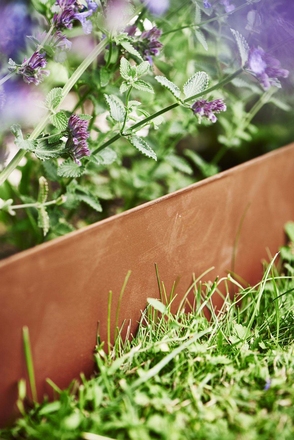 Nepeta x faassenii 'Walker's Low'