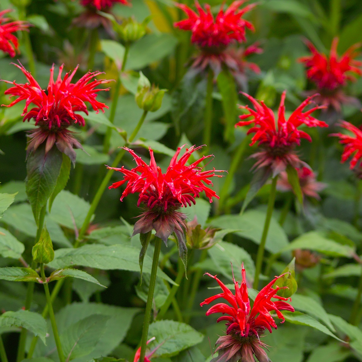 Röd temynta 'Cambridge Scarlet'