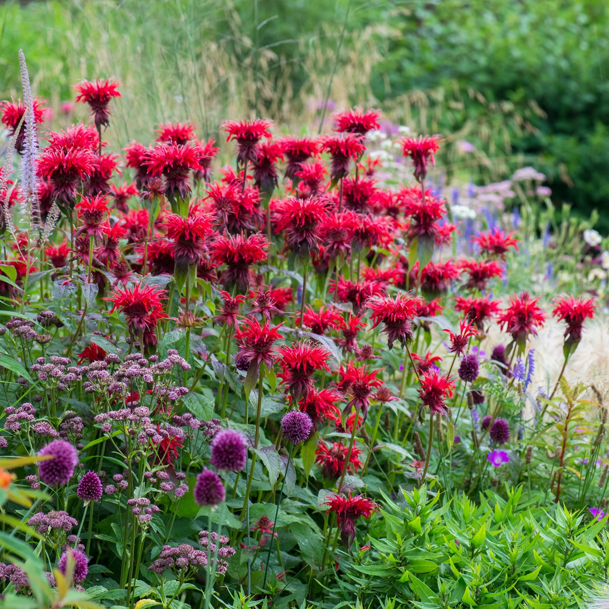Röd temynta 'Cambridge Scarlet'