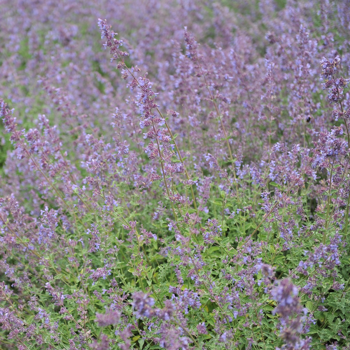 Nepeta x faassenii 'Walker's Low'