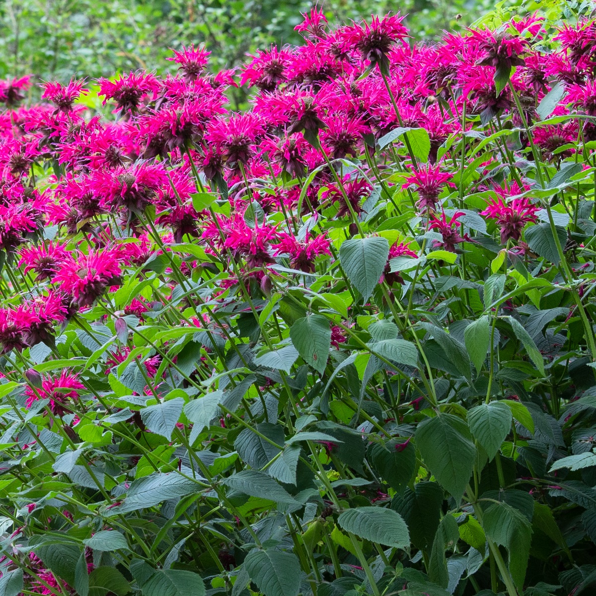 Temynta 'Marshall's Delight'