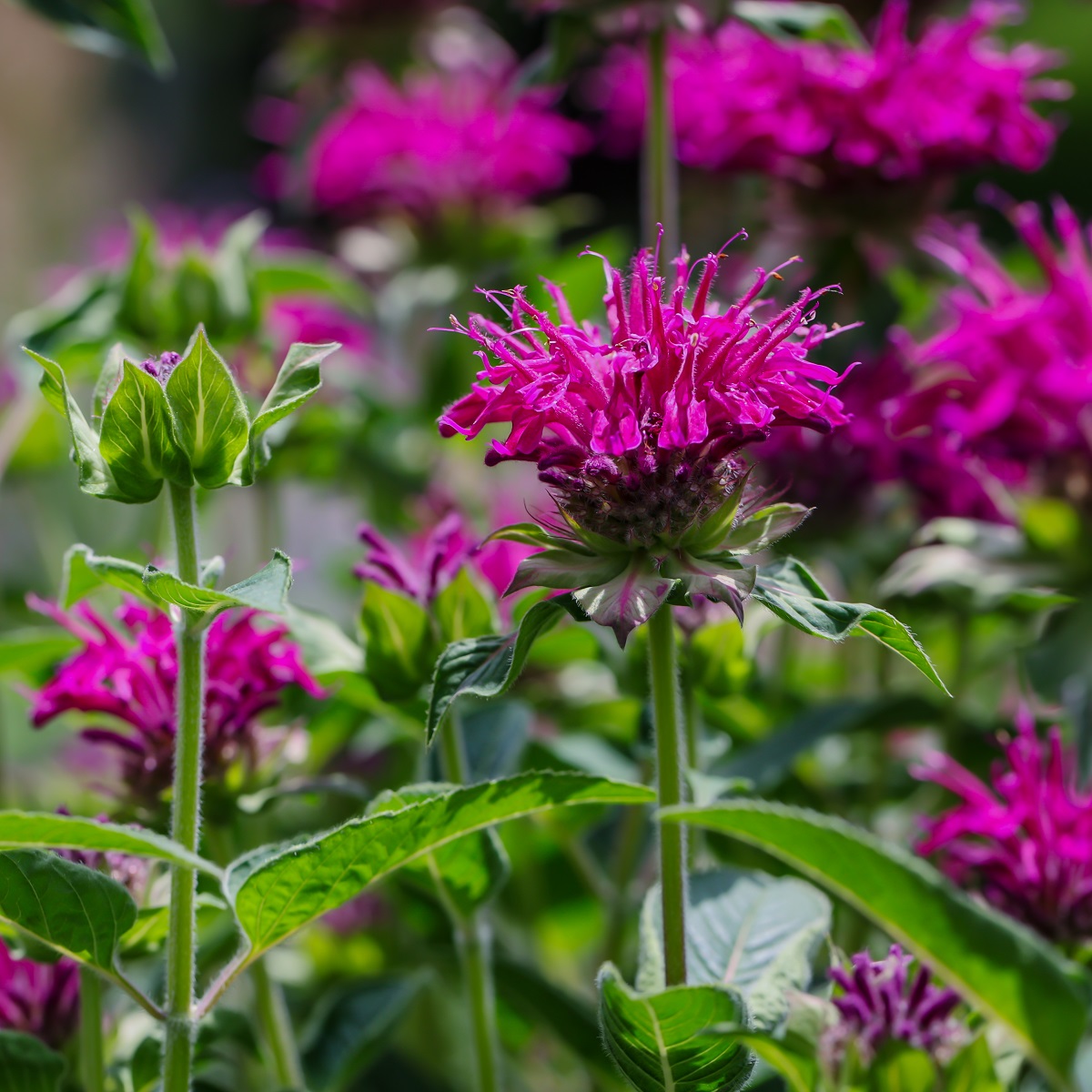 Temynta 'Marshall's Delight'